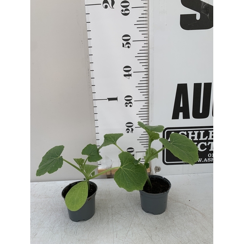 Lot 30        