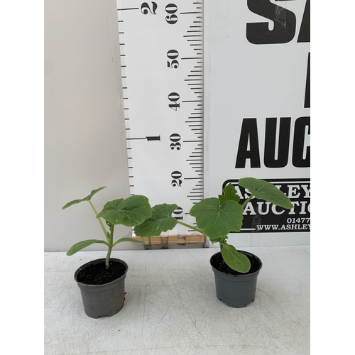 Lot 38        