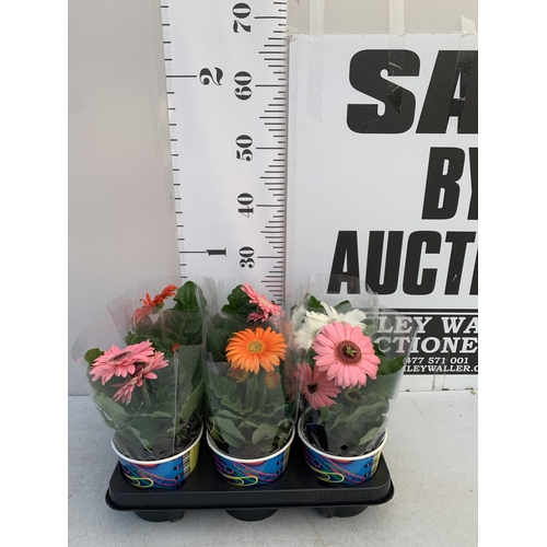 Lot 43        