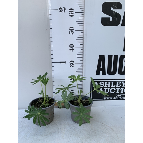 Lot 49        