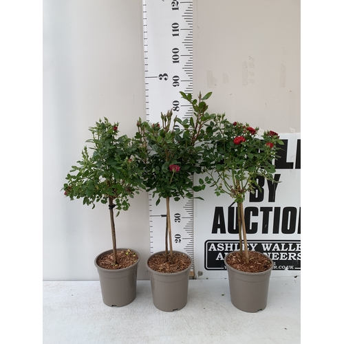 Lot 5         