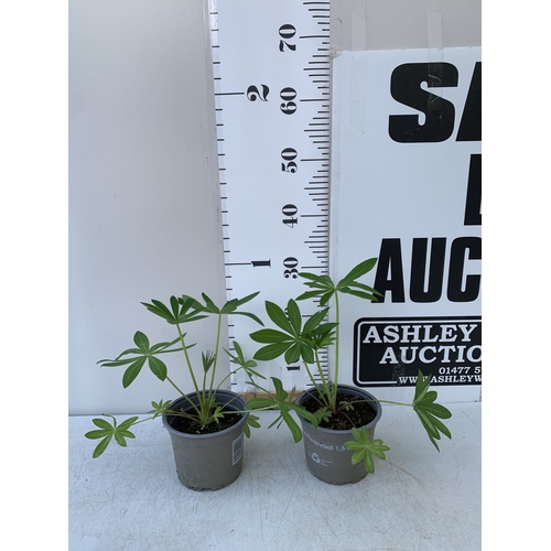 Lot 50        
