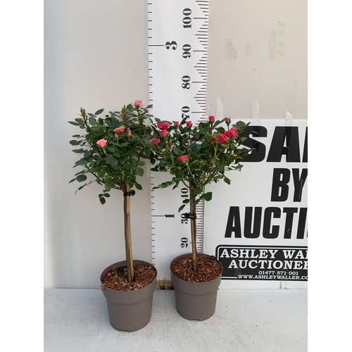 Lot 10        