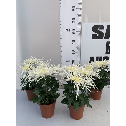 Lot 2         