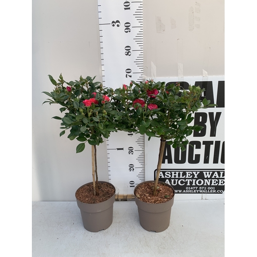 Lot 20        