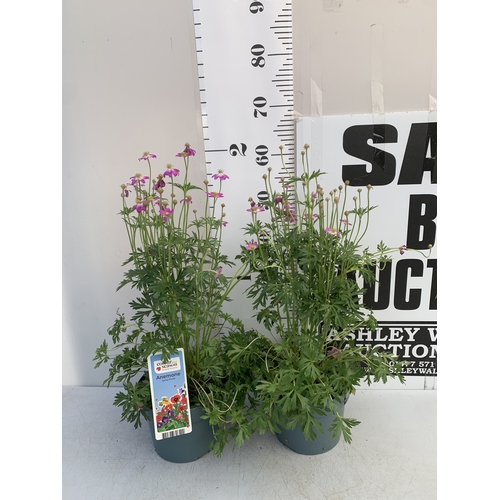 Lot 23        