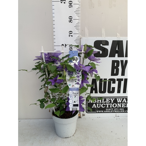 Lot 24        