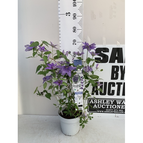 Lot 25        