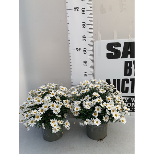 Lot 26        