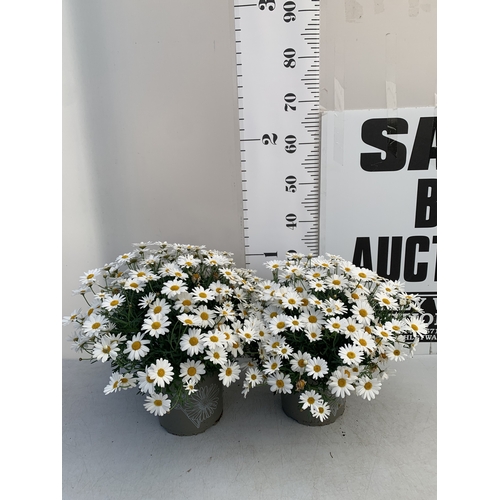 Lot 27        