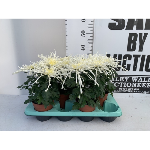 Lot 29        