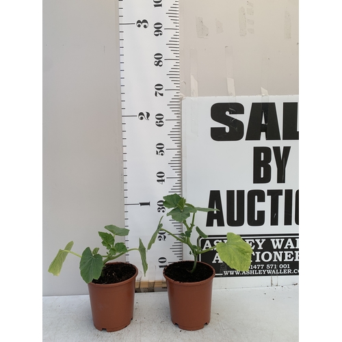 Lot 30        