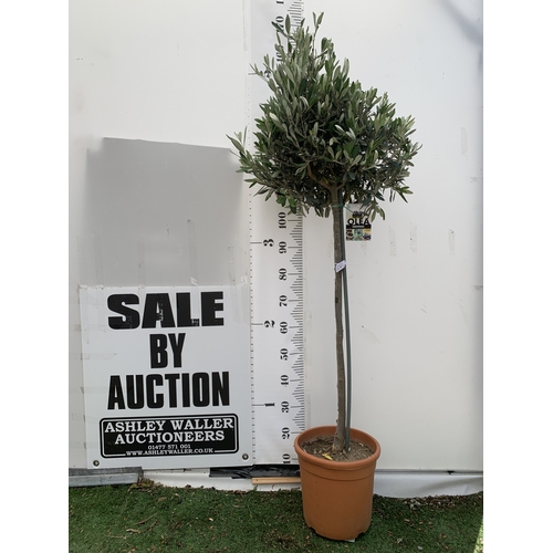 Lot 31        