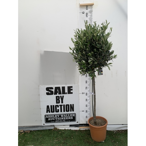 Lot 32        