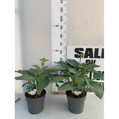 Lot 33        