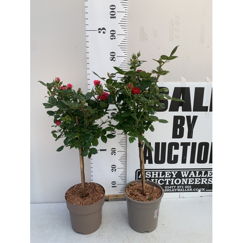 Lot 36        