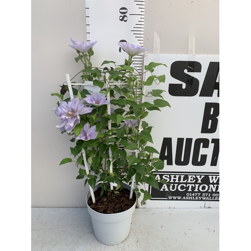 Lot 53        