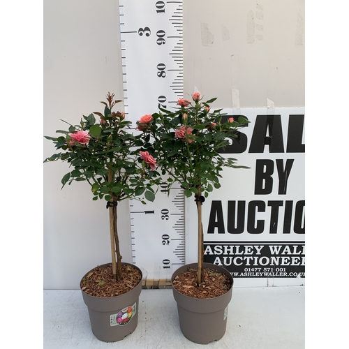 Lot 54        