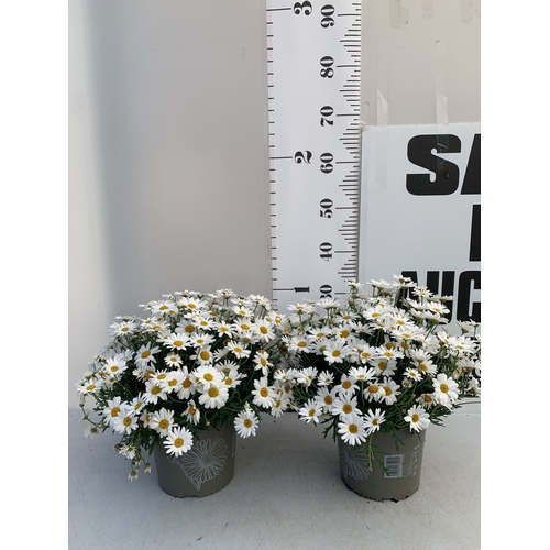Lot 57        