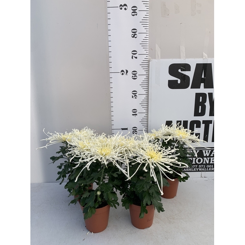 Lot 58        