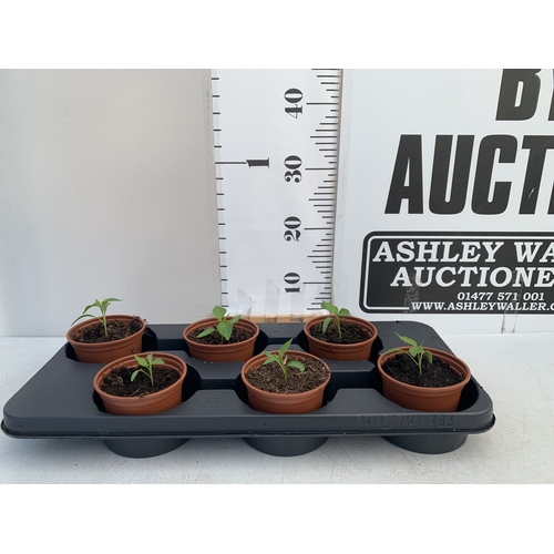Lot 61        
