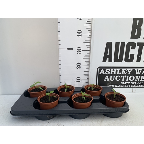 Lot 62        