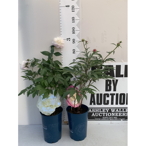 Lot 7         