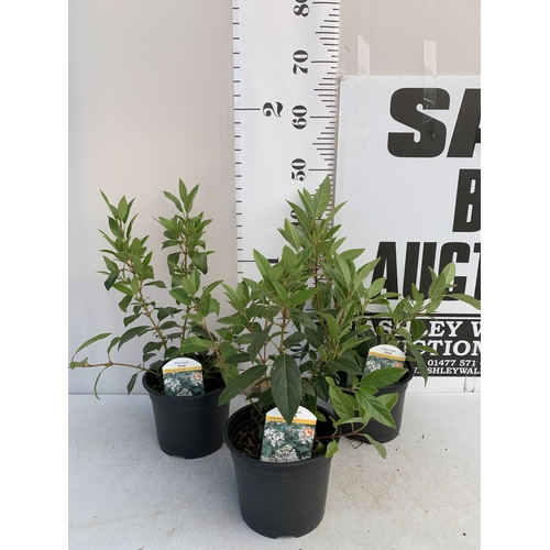 121 - THREE VIBURNUM 'TINUS' IN 2 LTR POTS, IN FLOWER. APPROX 40-50CM TALL, TO BE SOLD FOR THE THREE