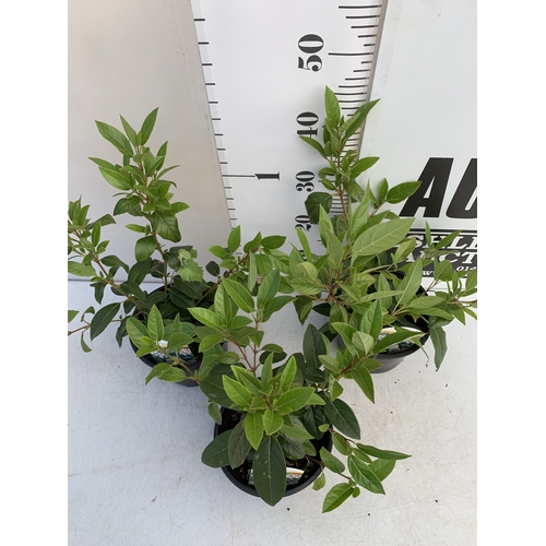 121 - THREE VIBURNUM 'TINUS' IN 2 LTR POTS, IN FLOWER. APPROX 40-50CM TALL, TO BE SOLD FOR THE THREE