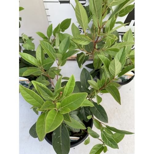 121 - THREE VIBURNUM 'TINUS' IN 2 LTR POTS, IN FLOWER. APPROX 40-50CM TALL, TO BE SOLD FOR THE THREE