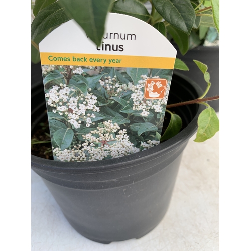 121 - THREE VIBURNUM 'TINUS' IN 2 LTR POTS, IN FLOWER. APPROX 40-50CM TALL, TO BE SOLD FOR THE THREE