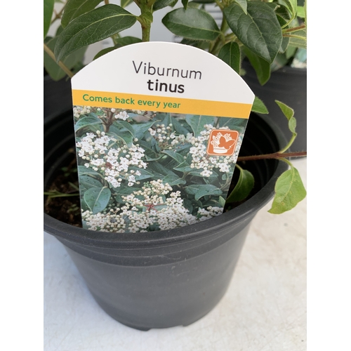 121 - THREE VIBURNUM 'TINUS' IN 2 LTR POTS, IN FLOWER. APPROX 40-50CM TALL, TO BE SOLD FOR THE THREE
