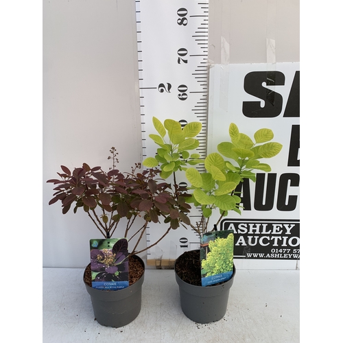 122 - TWO MIXED COTINUS COGGYGRIA SMOKE BUSH- ONE GOLDEN SPIRIT AND ONE ROYAL PURPLE. IN 3 LTR POTS APPROX... 