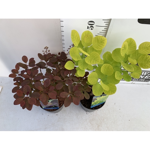 122 - TWO MIXED COTINUS COGGYGRIA SMOKE BUSH- ONE GOLDEN SPIRIT AND ONE ROYAL PURPLE. IN 3 LTR POTS APPROX... 