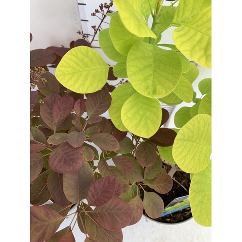 122 - TWO MIXED COTINUS COGGYGRIA SMOKE BUSH- ONE GOLDEN SPIRIT AND ONE ROYAL PURPLE. IN 3 LTR POTS APPROX... 