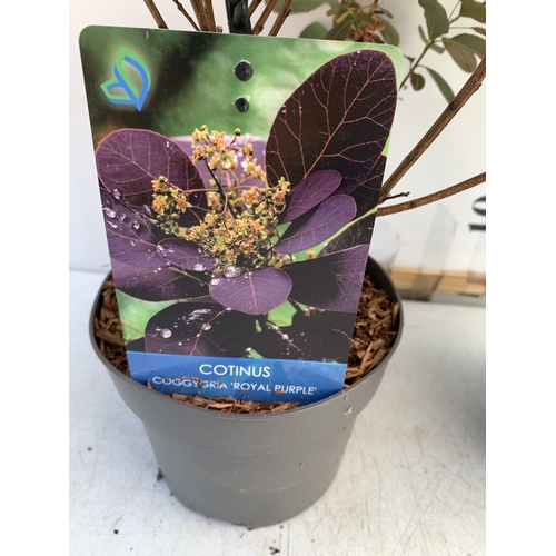 122 - TWO MIXED COTINUS COGGYGRIA SMOKE BUSH- ONE GOLDEN SPIRIT AND ONE ROYAL PURPLE. IN 3 LTR POTS APPROX... 