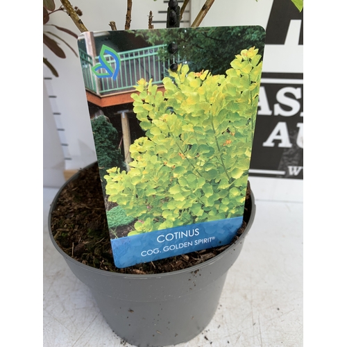 122 - TWO MIXED COTINUS COGGYGRIA SMOKE BUSH- ONE GOLDEN SPIRIT AND ONE ROYAL PURPLE. IN 3 LTR POTS APPROX... 