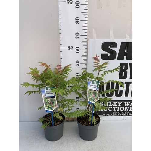 124 - TWO SORBARIA SORBIFOLIA 'CRIMSON FEATHER' IN 2 LTR POTS. APPROX 40-50CM TALL, TO BE SOLD FOR THE TWO