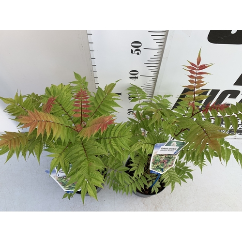 124 - TWO SORBARIA SORBIFOLIA 'CRIMSON FEATHER' IN 2 LTR POTS. APPROX 40-50CM TALL, TO BE SOLD FOR THE TWO