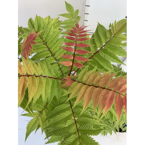 124 - TWO SORBARIA SORBIFOLIA 'CRIMSON FEATHER' IN 2 LTR POTS. APPROX 40-50CM TALL, TO BE SOLD FOR THE TWO