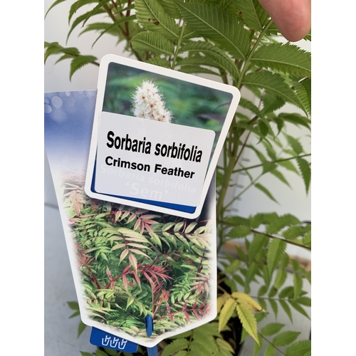 124 - TWO SORBARIA SORBIFOLIA 'CRIMSON FEATHER' IN 2 LTR POTS. APPROX 40-50CM TALL, TO BE SOLD FOR THE TWO
