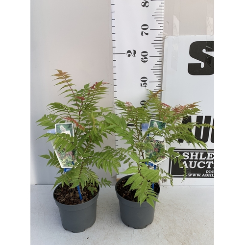 125 - TWO SORBARIA SORBIFOLIA 'CRIMSON FEATHER' IN 2 LTR POTS. APPROX 40-50CM TALL, TO BE SOLD FOR THE TWO