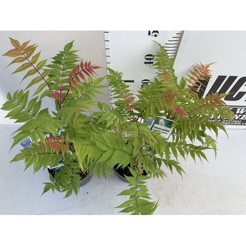 125 - TWO SORBARIA SORBIFOLIA 'CRIMSON FEATHER' IN 2 LTR POTS. APPROX 40-50CM TALL, TO BE SOLD FOR THE TWO