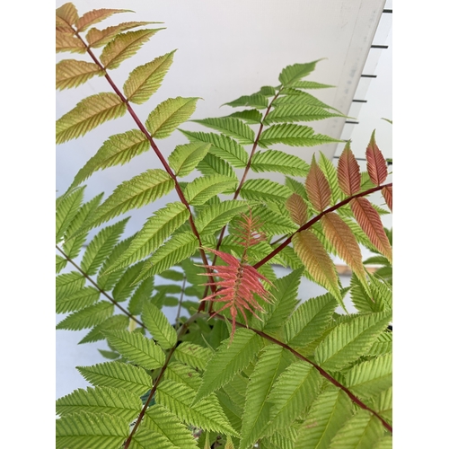 125 - TWO SORBARIA SORBIFOLIA 'CRIMSON FEATHER' IN 2 LTR POTS. APPROX 40-50CM TALL, TO BE SOLD FOR THE TWO