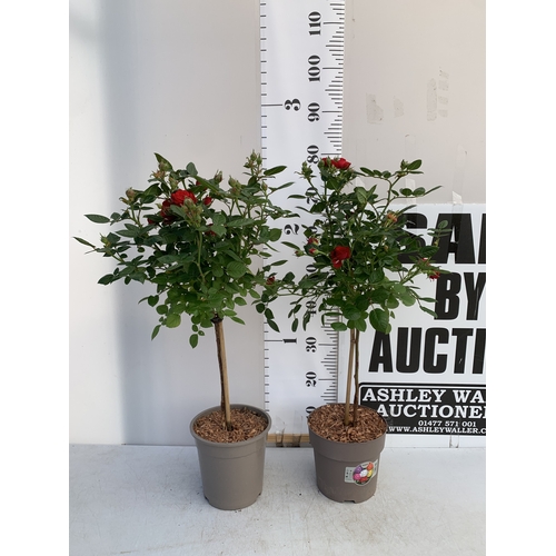 126 - TWO ROSE VARIETIES IN FLOWER ON A STEM. IN 3 LTR POTS, APPROX 70CM TALL. TO BE SOLD FOR THE TWO