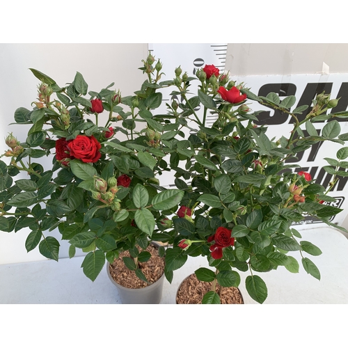 126 - TWO ROSE VARIETIES IN FLOWER ON A STEM. IN 3 LTR POTS, APPROX 70CM TALL. TO BE SOLD FOR THE TWO