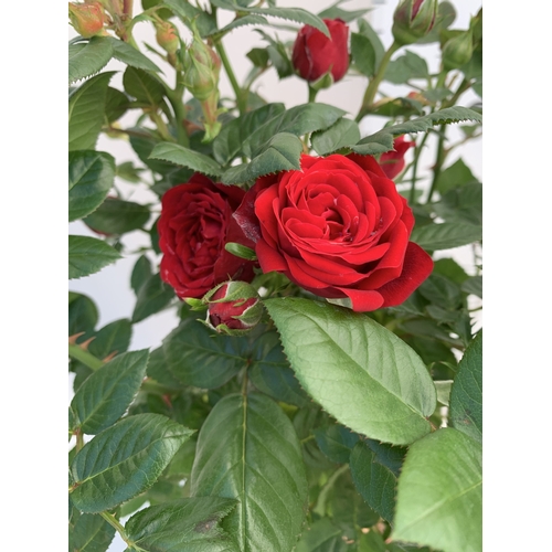 126 - TWO ROSE VARIETIES IN FLOWER ON A STEM. IN 3 LTR POTS, APPROX 70CM TALL. TO BE SOLD FOR THE TWO