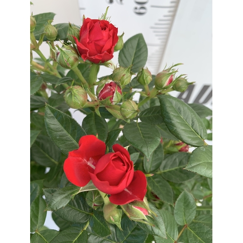 126 - TWO ROSE VARIETIES IN FLOWER ON A STEM. IN 3 LTR POTS, APPROX 70CM TALL. TO BE SOLD FOR THE TWO