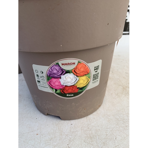 126 - TWO ROSE VARIETIES IN FLOWER ON A STEM. IN 3 LTR POTS, APPROX 70CM TALL. TO BE SOLD FOR THE TWO