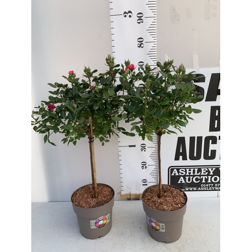 127 - TWO ROSE VARIETIES IN FLOWER ON A STEM. IN 3 LTR POTS, APPROX 70CM TALL. TO BE SOLD FOR THE TWO